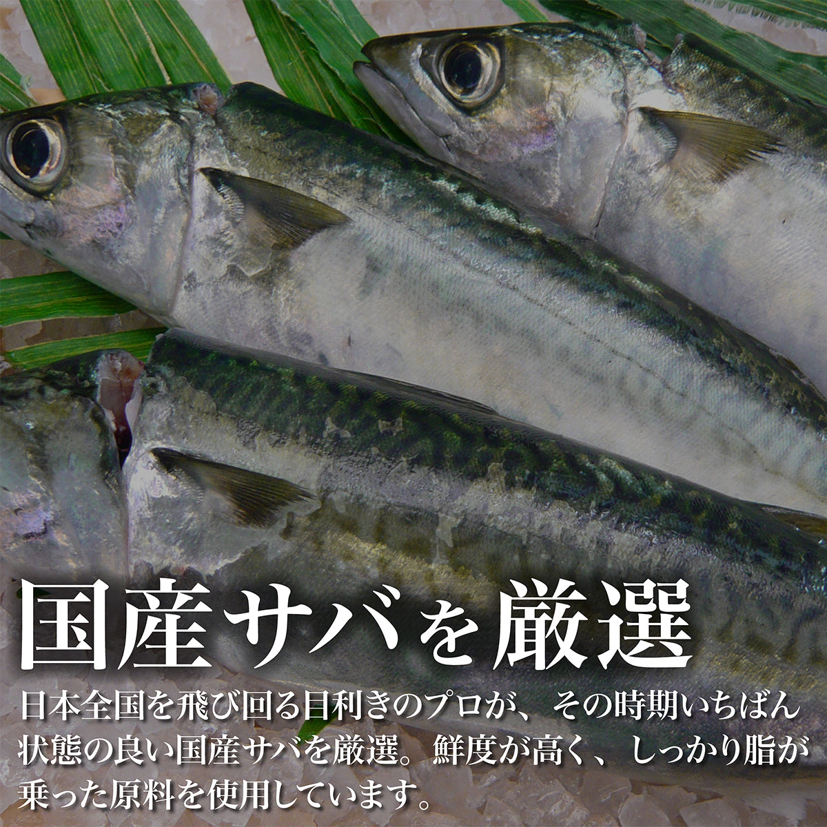 まろやかシメ鯖 フィレ 5枚セット